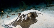 stingray_roughtail_lab_jar_h_0046_cub0480.jpg